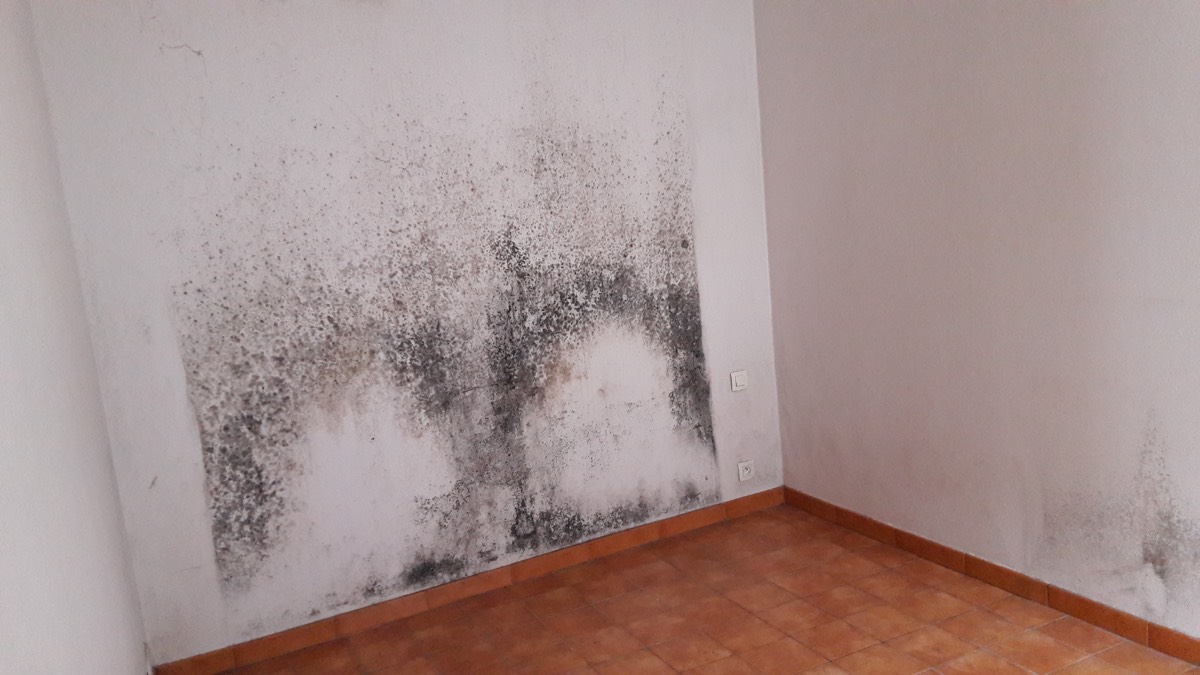 Moisissures - Expertise humidité à Cahors